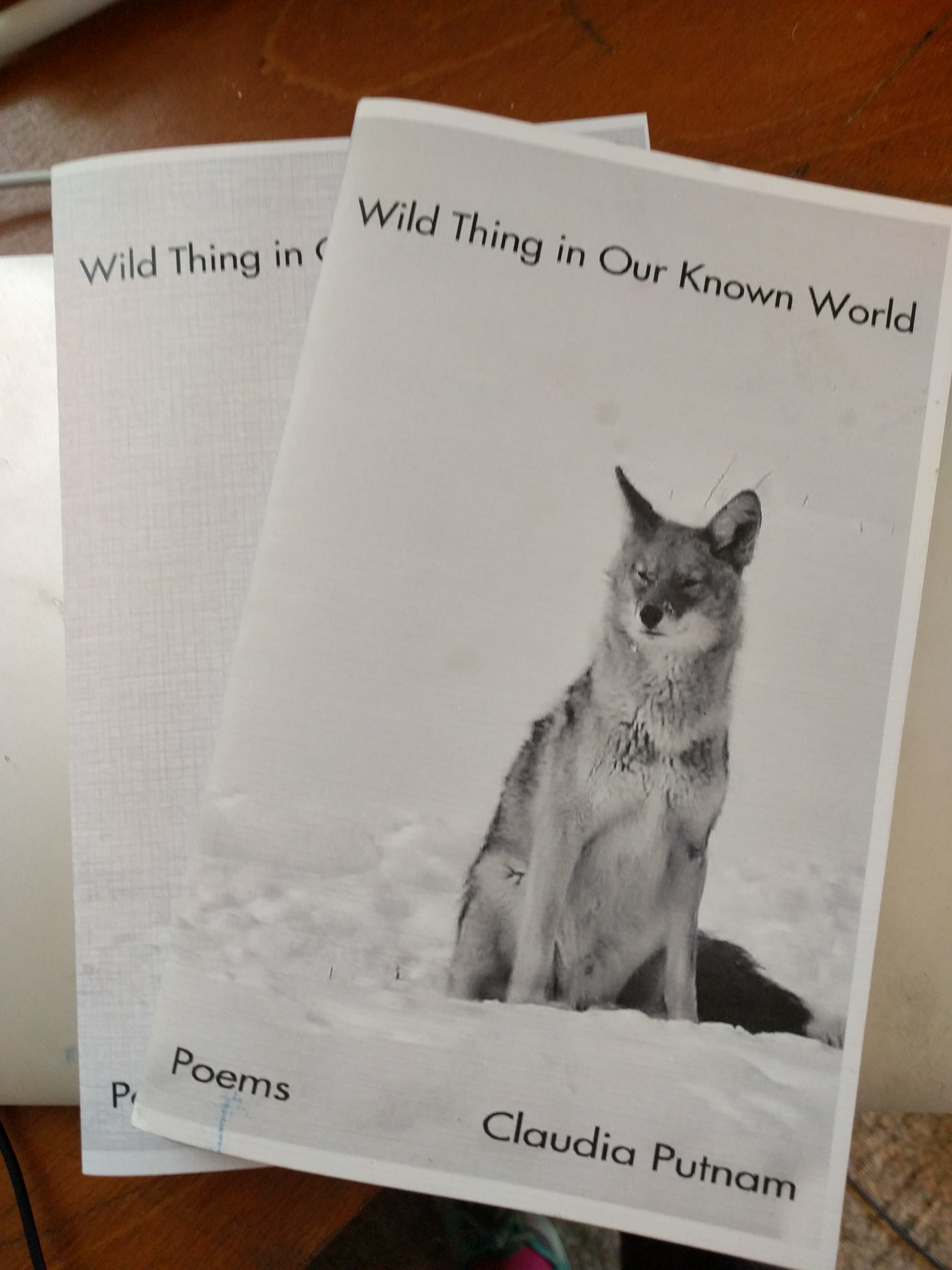 Chapbook cover showing image of coyote sitting in snow. Title: Wild Thing in Our Known World