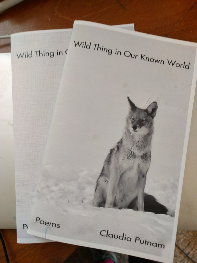Chapbook cover showing image of coyote sitting in snow. Title: Wild Thing in Our Known World